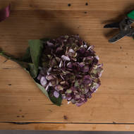 Autumn Hydrangea