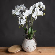 White Orchid in Stone