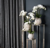 White Orchid in Stone